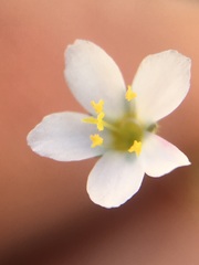 Leptosiphon septentrionalis