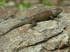 Sceloporus hunsakeri
