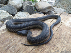 Thamnophis validus celaeno