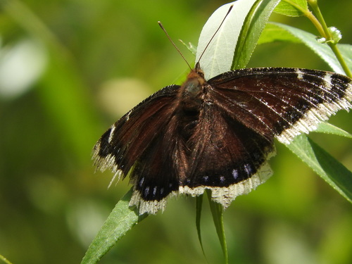 iNaturalist observation photo of Mourning Cloak