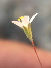 Leptosiphon septentrionalis