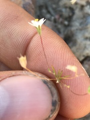 Leptosiphon septentrionalis