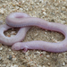 Five-toed Worm Lizard - Photo (c) Jeff LeClere, some rights reserved (CC BY-NC), uploaded by Jeff LeClere