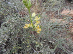 Lupinus angustiflorus