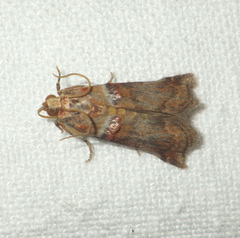 Acrobasis tumidana
