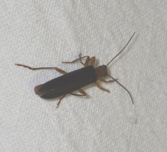 Nacerdes carniolica