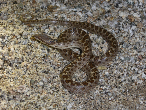 Isla Santa Catalina Nightsnake