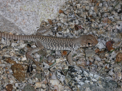 Dipsosaurus catalinensis