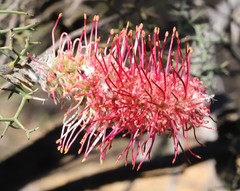 Grevillea paradoxa