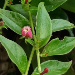 Manettia reclinata