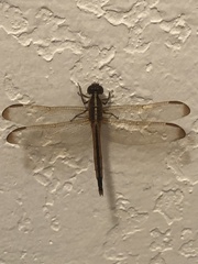 Libellula auripennis