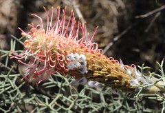 Grevillea paradoxa