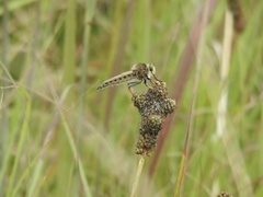 Promachus vertebratus