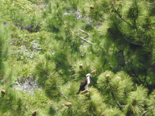 iNaturalist observation photo of Osprey