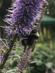 Bombus mckayi