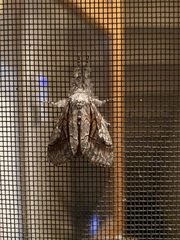 Dasychira obliquata
