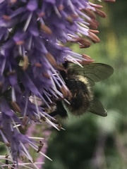 Bombus mckayi