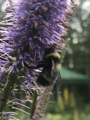 Bombus mckayi