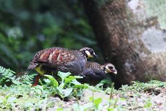 Taiwan Partridge photo 2