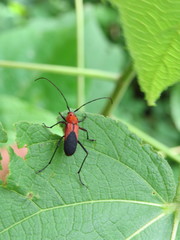 Metaleptus pyrrhulus