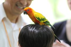 Aratinga solstitialis