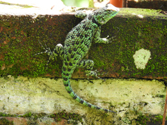 Sceloporus taeniocnemis