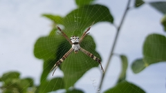 Argiope