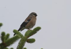 Pyrrhula owstoni