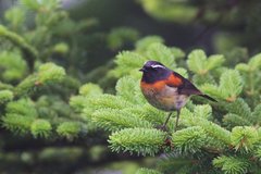 Tarsiger johnstoniae