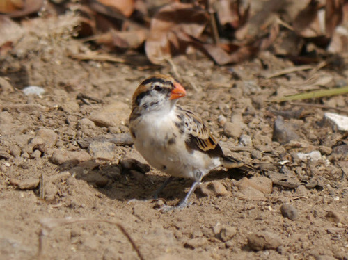 Pin-tailed Whydah
