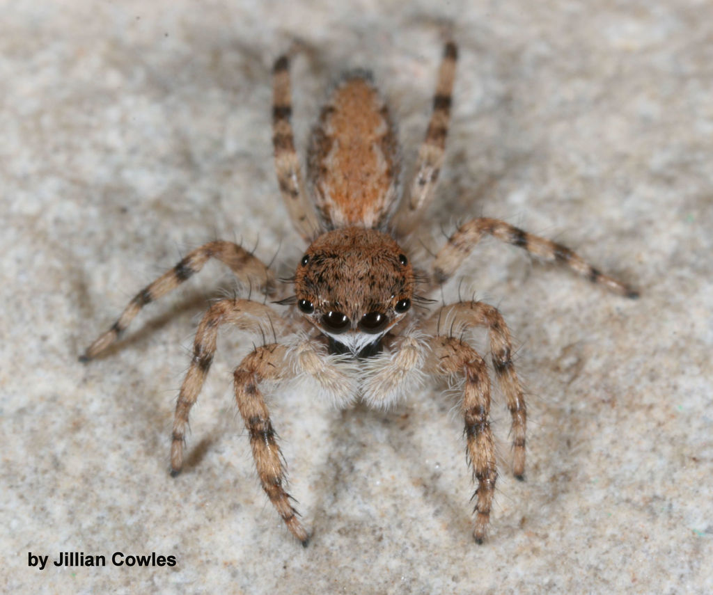 Platycryptus arizonensis