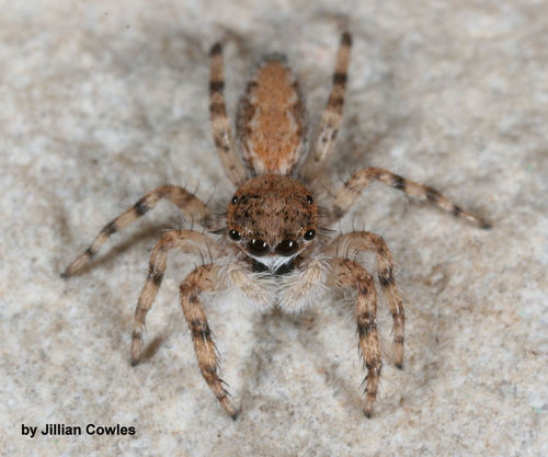Platycryptus arizonensis