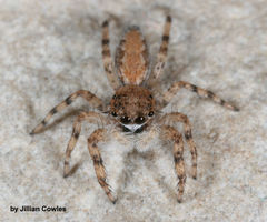 Platycryptus arizonensis