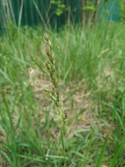 Poa angustifolia
