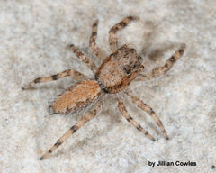 Platycryptus arizonensis