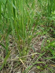 Poa angustifolia