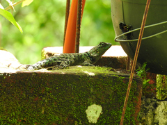 Sceloporus taeniocnemis
