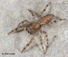 Platycryptus arizonensis