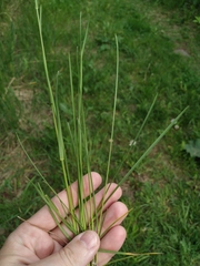 Poa angustifolia