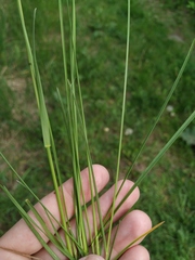 Poa angustifolia
