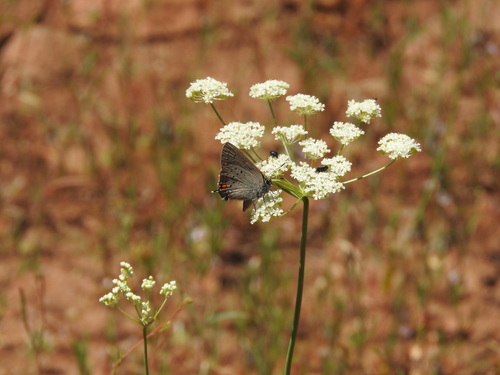 iNaturalist observation photo of California Hairstreak