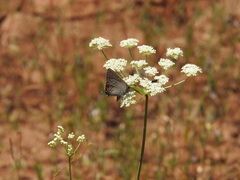 Satyrium californica