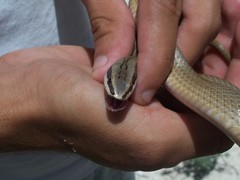 Conophis lineatus