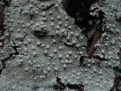 Pertusaria subambigens