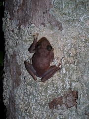 Craugastor yucatanensis