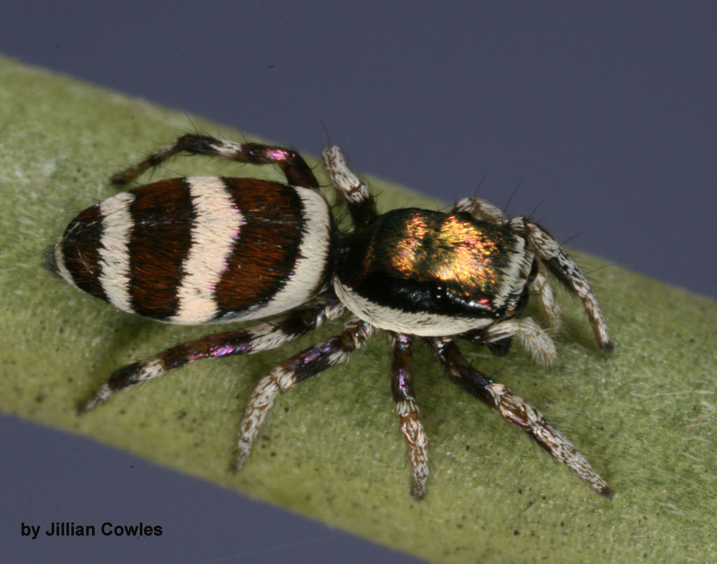Salticus palpalis