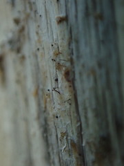 Mycocalicium subtile