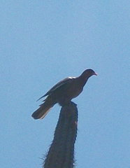 Patagioenas corensis