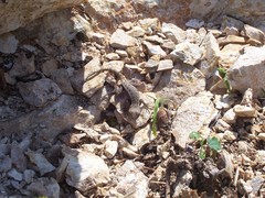Sceloporus chrysostictus