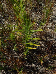 Dulichium arundinaceum